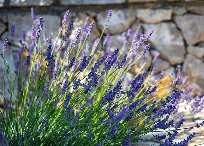 Camp Panorama With Pool Drage
