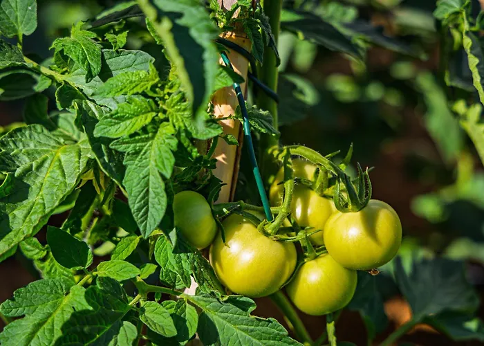 Camp Panorama With Pool *
